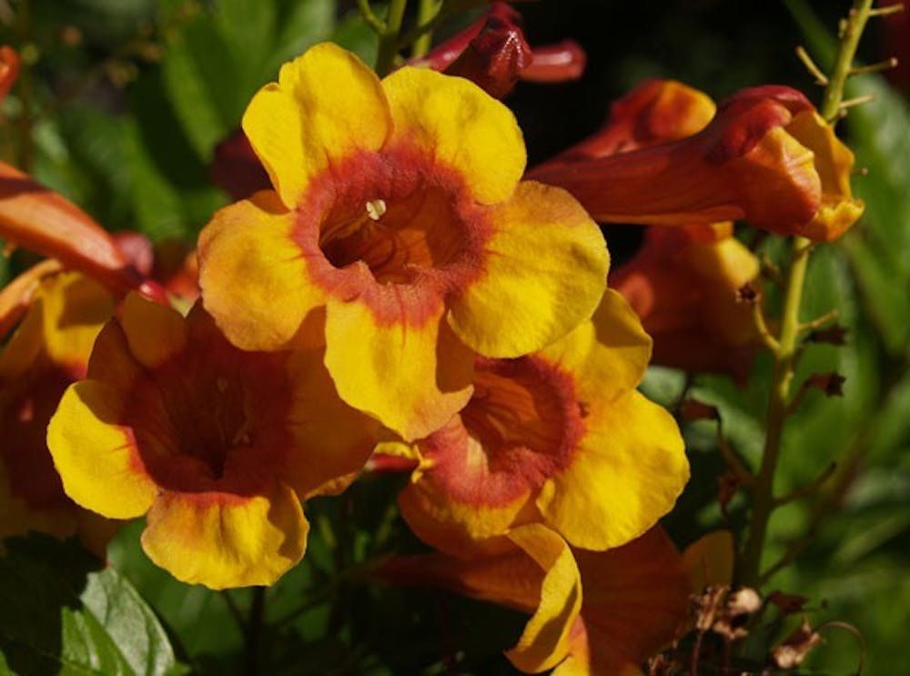 Professor George Hull bred Sparky, a flower derived from the red and yellow Tecoma flower. This flower can be purchased at most major retailers that have a flower nursery. (Photo courtesy of George Hull)