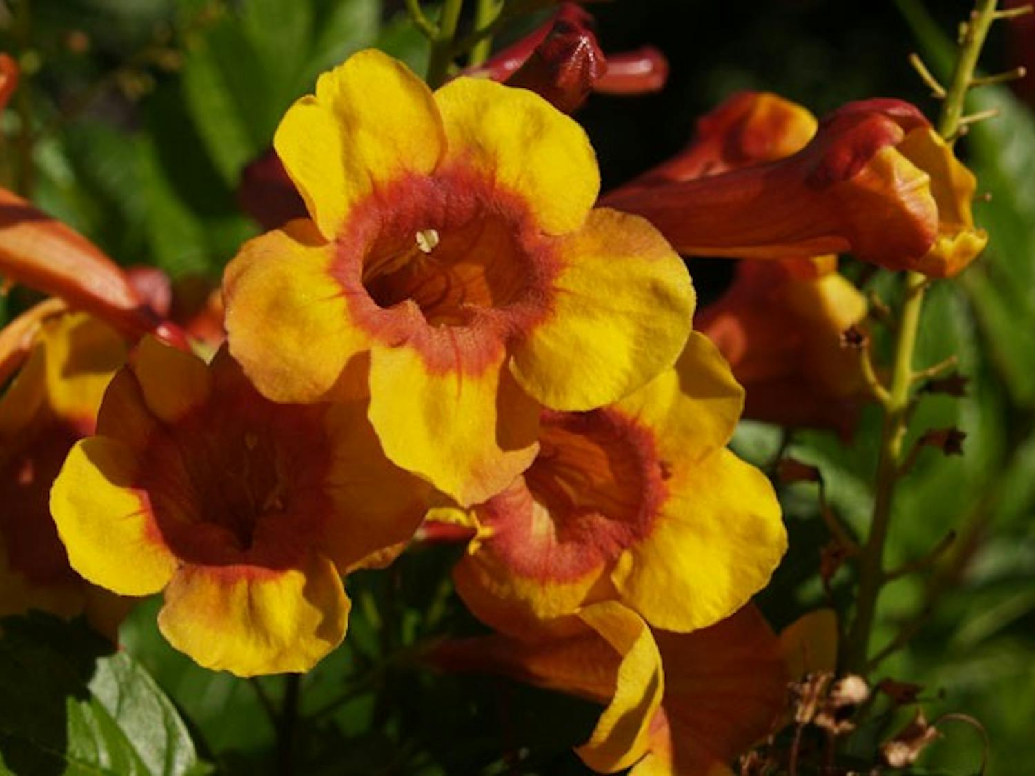 Professor George Hull bred Sparky, a flower derived from the red and yellow Tecoma flower. This flower can be purchased at most major retailers that have a flower nursery. (Photo courtesy of George Hull)