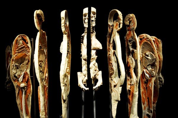 ANATOMICALLY CORRECT: Body Worlds, a traveling exhibit running at the Arizona Science Center, uses a process called plastination to stop the decomposition of human organs. Because of this process, scientists can preserve bodies after death to educate the public and medical professionals. (Photo by Sierra Smith)