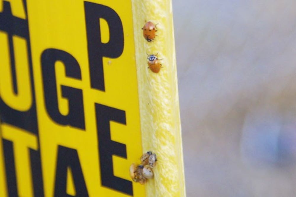 SPOTTED: Lady bugs make their way over a gas line marker on Saturday evening on Farmer Ave. (Photo by Serwaa Adu-Tutu)