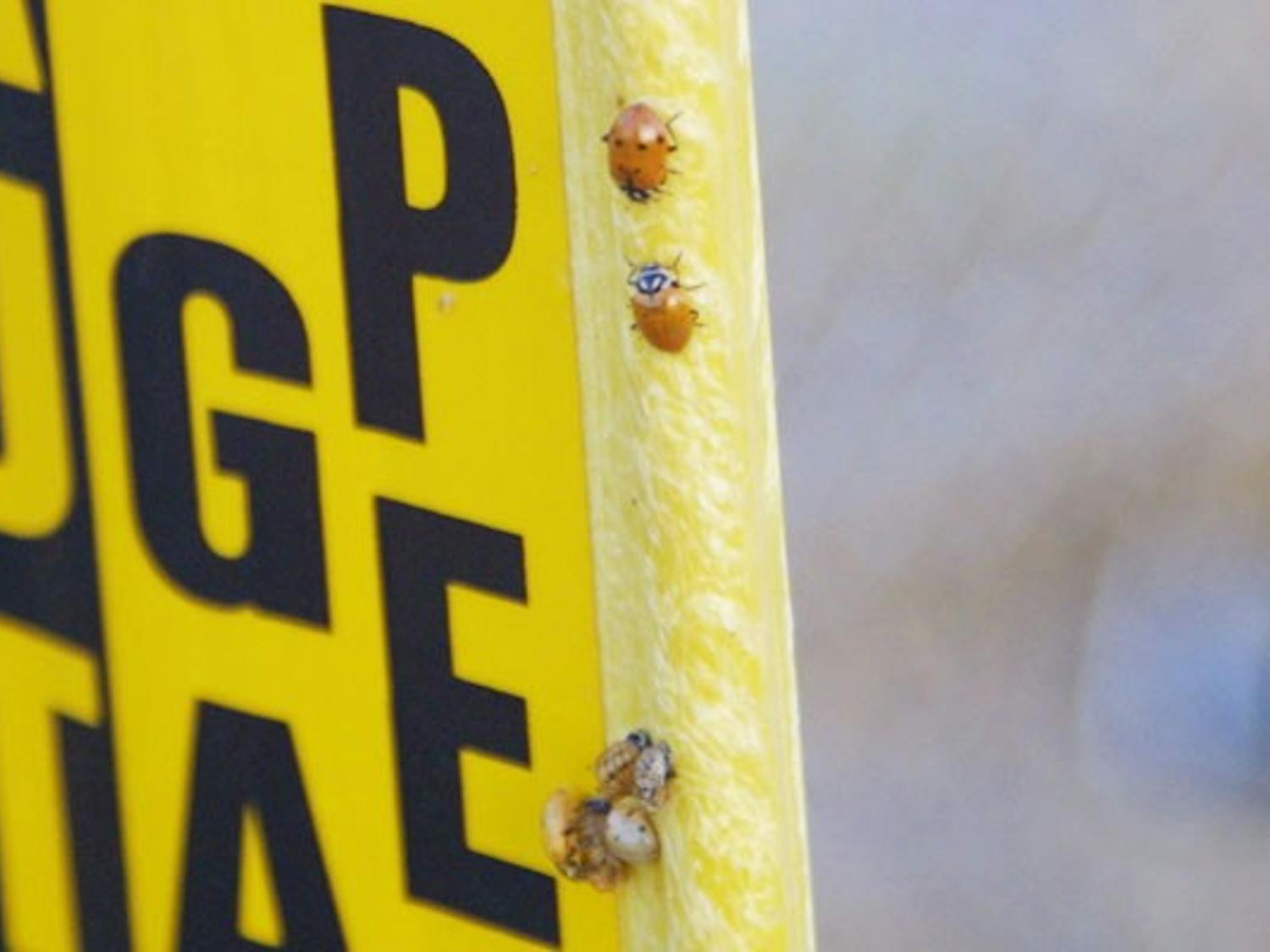 SPOTTED: Lady bugs make their way over a gas line marker on Saturday evening on Farmer Ave. (Photo by Serwaa Adu-Tutu)