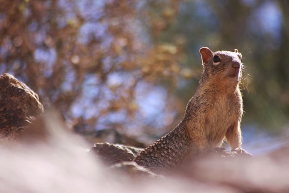 ASU CRITTERS: A squirrel basks in the sun on Tuesday morning outside of the Ross-Blakley Law Library in Tempe. (Photo by Lisa Bartoli)