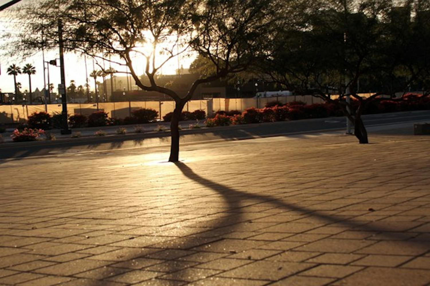 A backlit tree casts a shadow in front of Sun Devil Stadium in Tempe Thursday evening. (Photo by Lisa Bartoli)