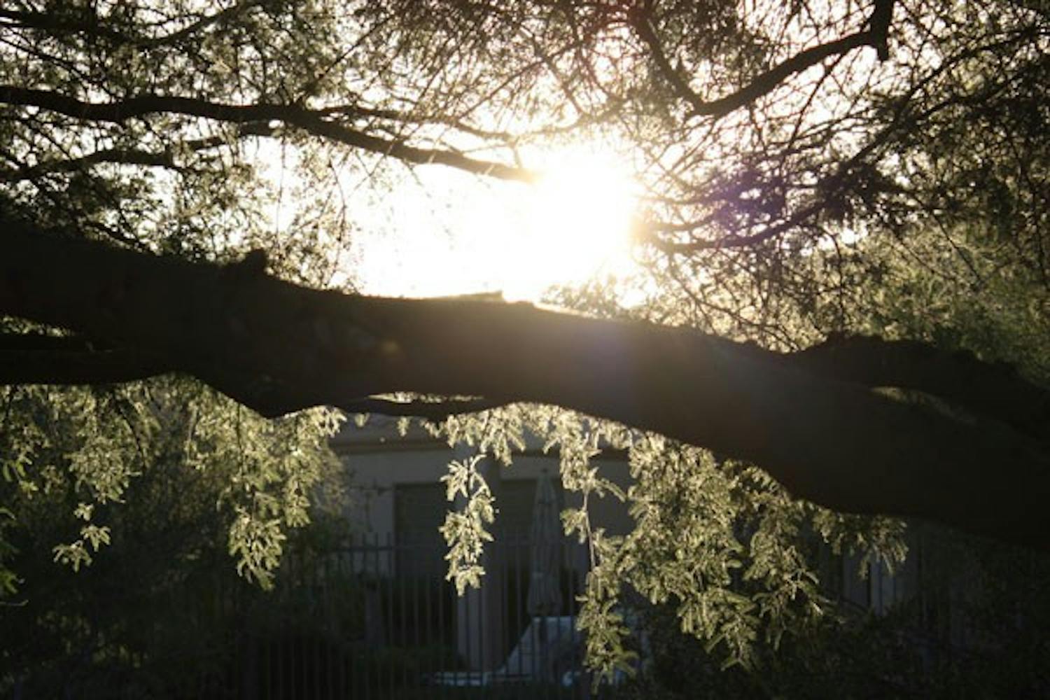 AT DAY'S END: As the sun sets behind a house, the light shines through the leaves hanging from a desert tree. (Photo by Jessica Weisel)