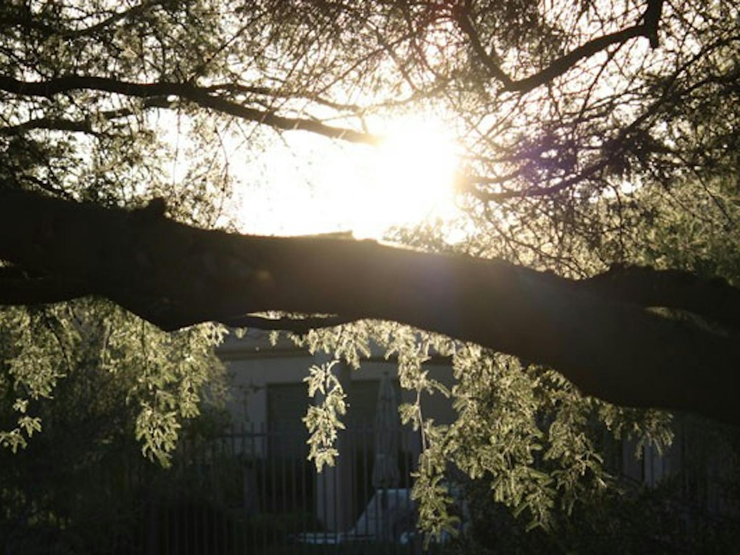 AT DAY'S END: As the sun sets behind a house, the light shines through the leaves hanging from a desert tree. (Photo by Jessica Weisel)