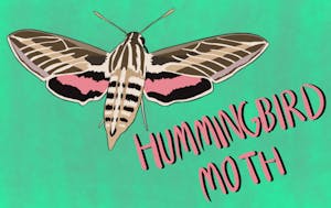 state press oc HUMMINGBIRD MOTH.png