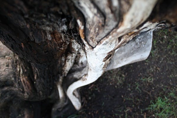 A tree showed its true colors as it was misted by sprinklers at a local park in Tempe on Wednesday morning. (Photo by Jessie Wardarski)