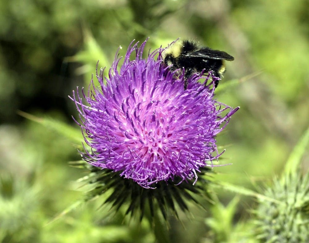 KRTC CA-WATERSHED 4 SJ