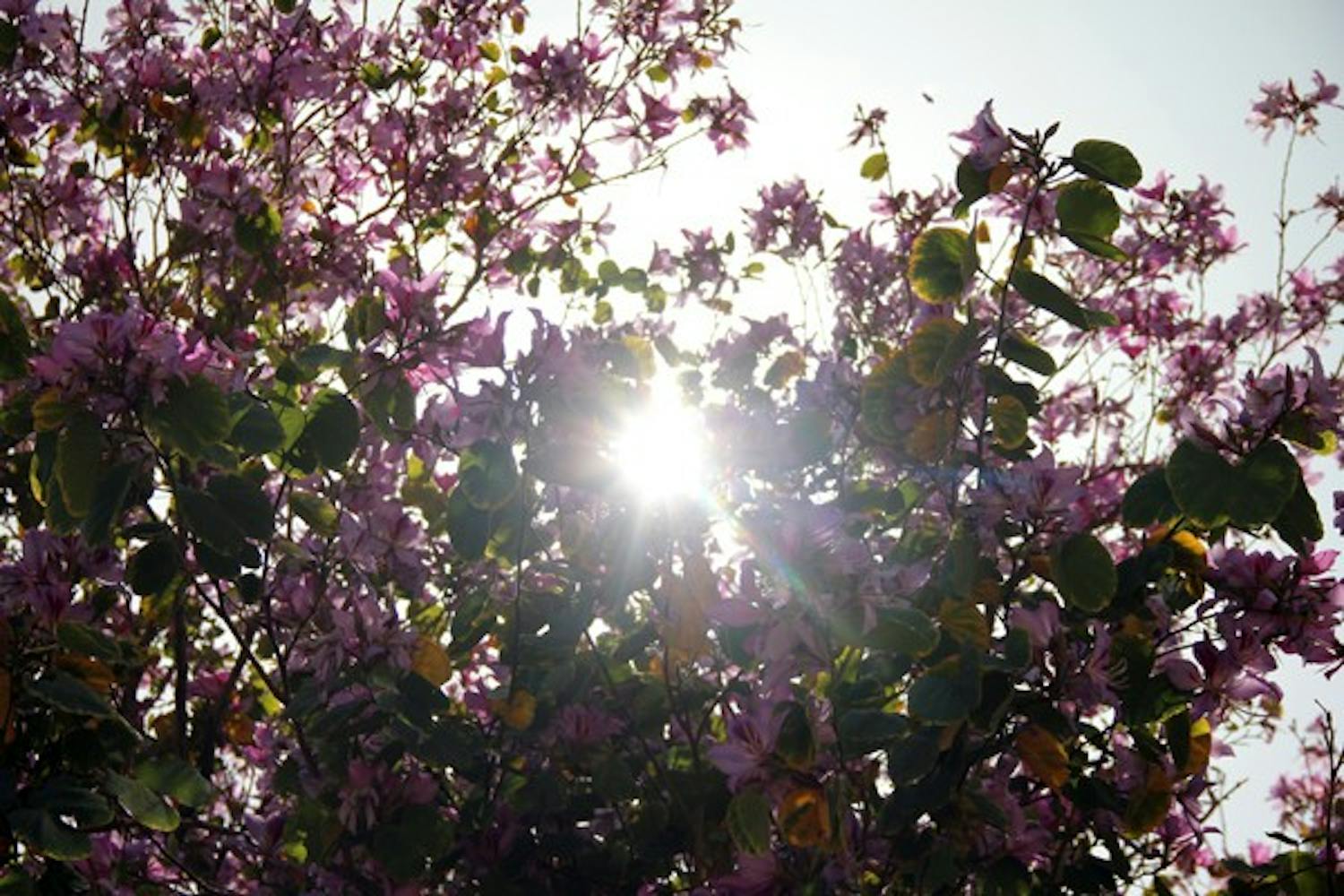 The sun shines through a flowering tree on the Tempe campus Tuesday afternoon. (Photo by Diana Lustig)