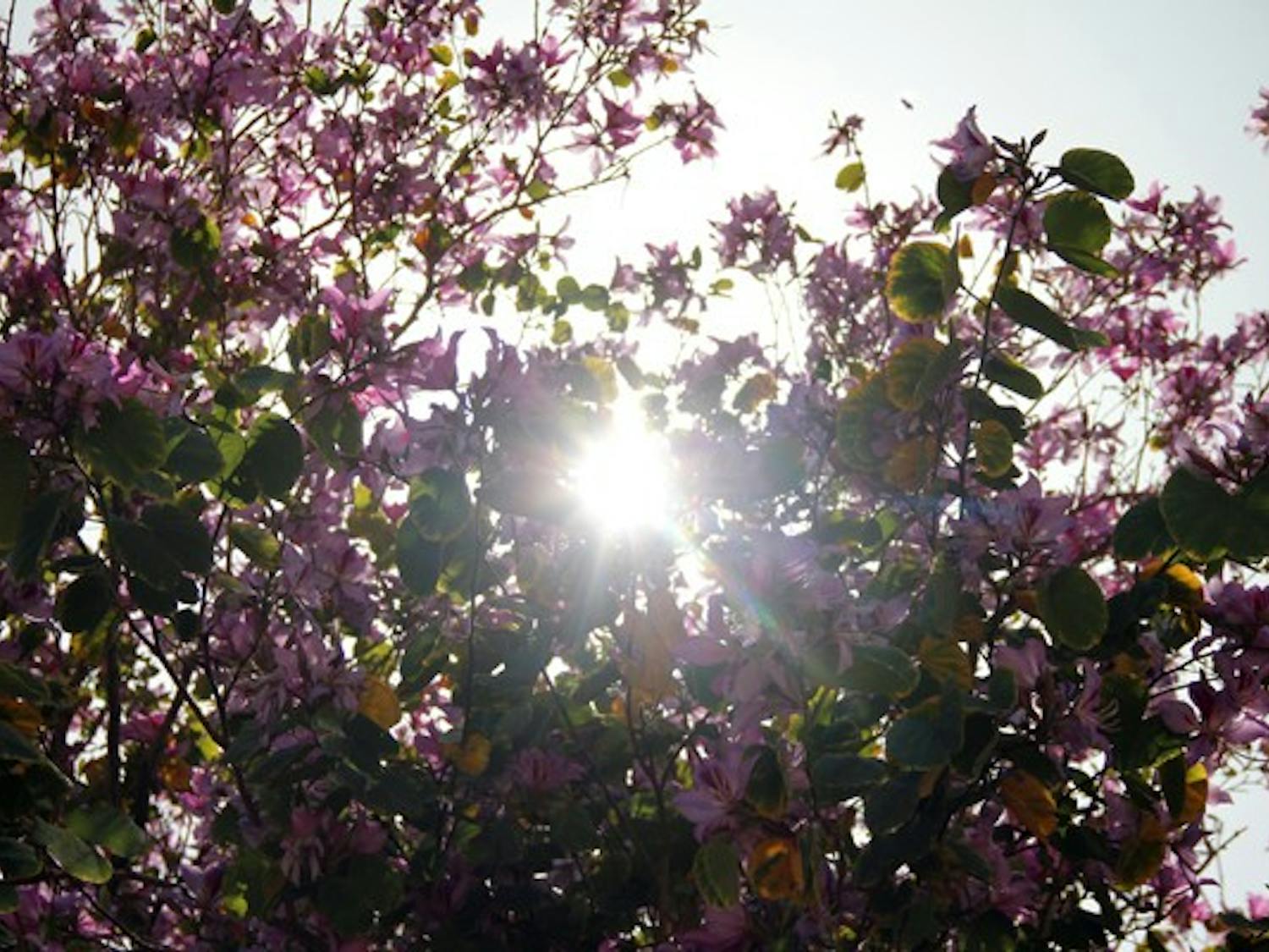 The sun shines through a flowering tree on the Tempe campus Tuesday afternoon. (Photo by Diana Lustig)