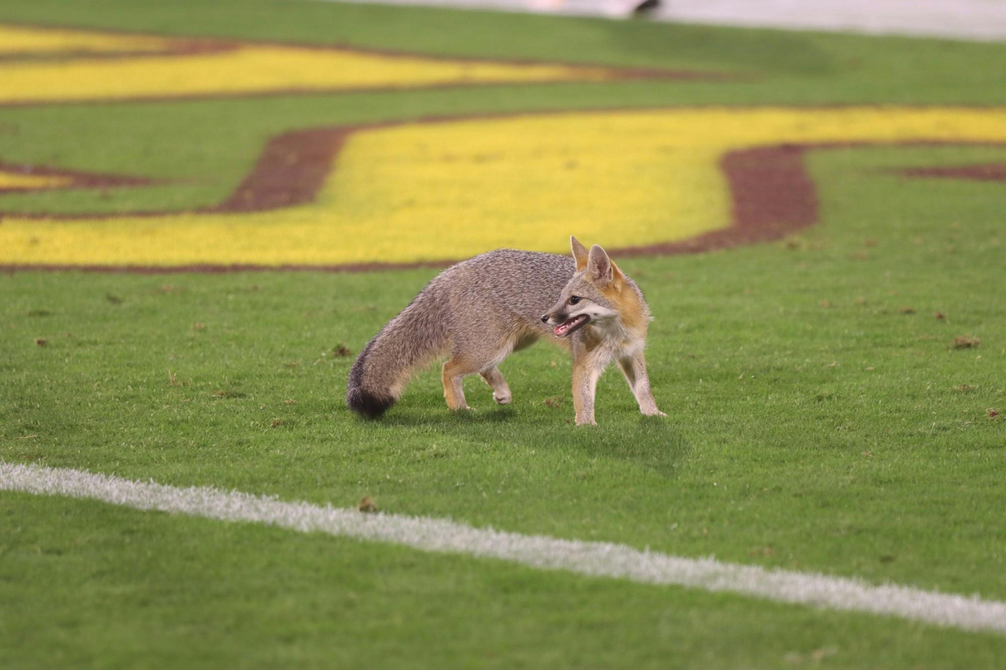 211106 the fox that stole the show