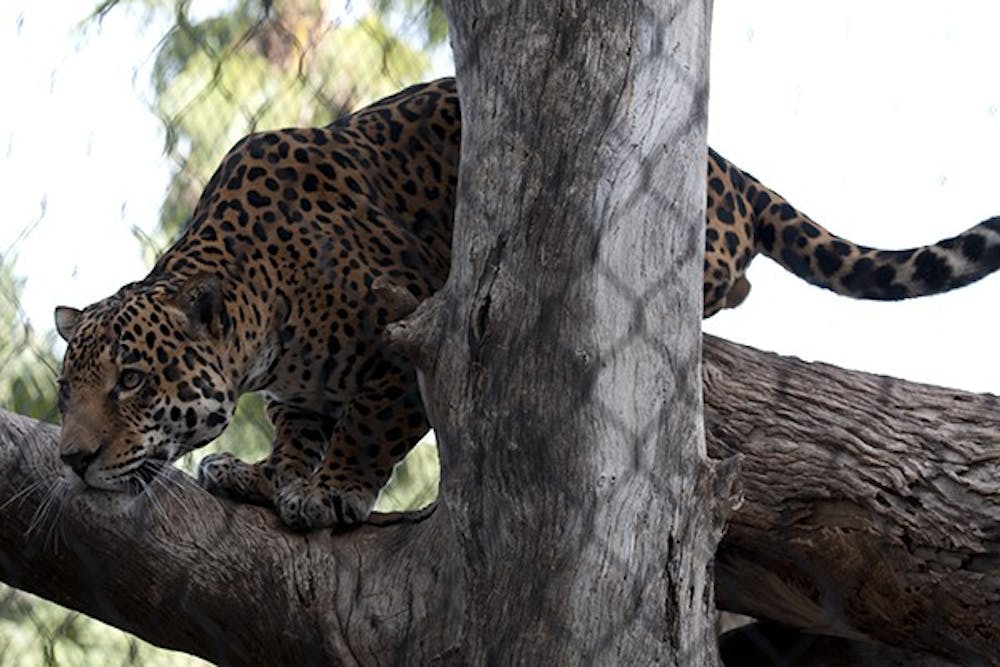 This jaguar at the Phoenix Zoo is closely watching his breakfast as one of the zookeepers brings it to her private enclosure to eat in peace. (Photo by Mario Mendez)