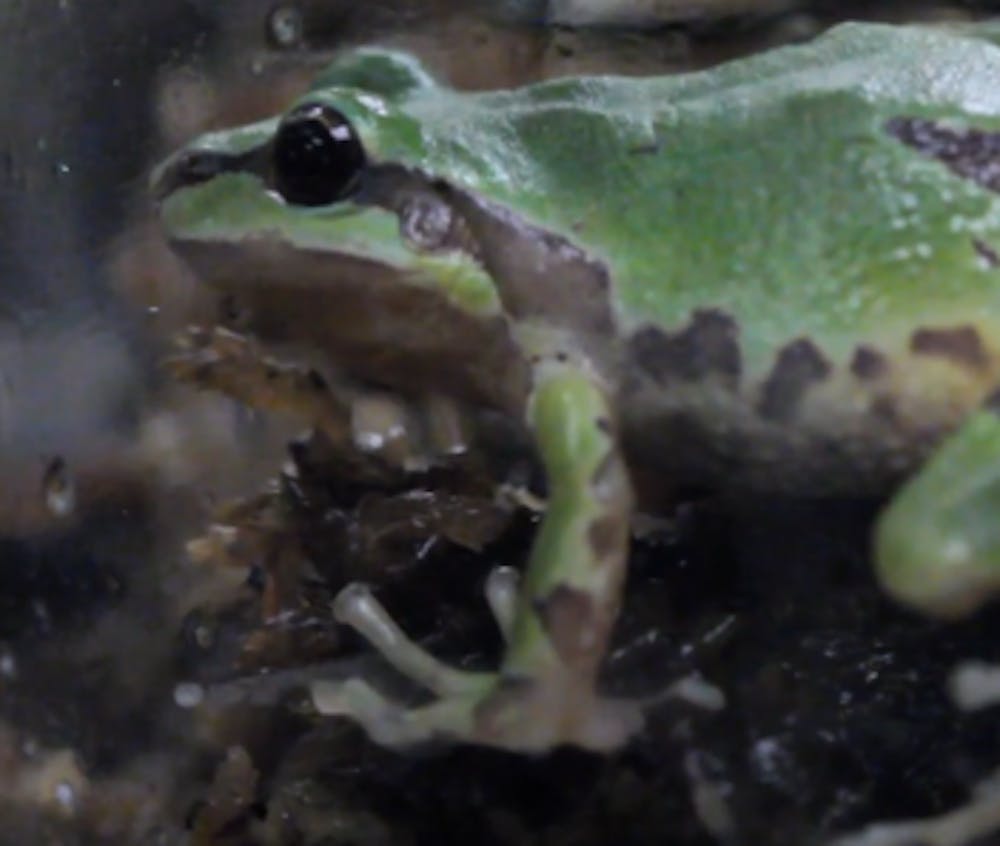 Amphibians are declining around the globe — ASU students find out why