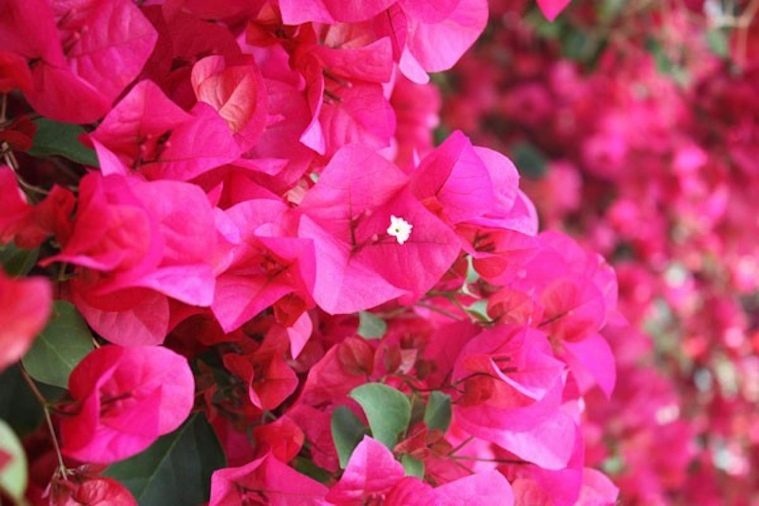 PRETTY IN PINK: The Bougainvillea plants are filled with bright pink flowers all over the ASU West campus. (Photo by Jessica Weisel)