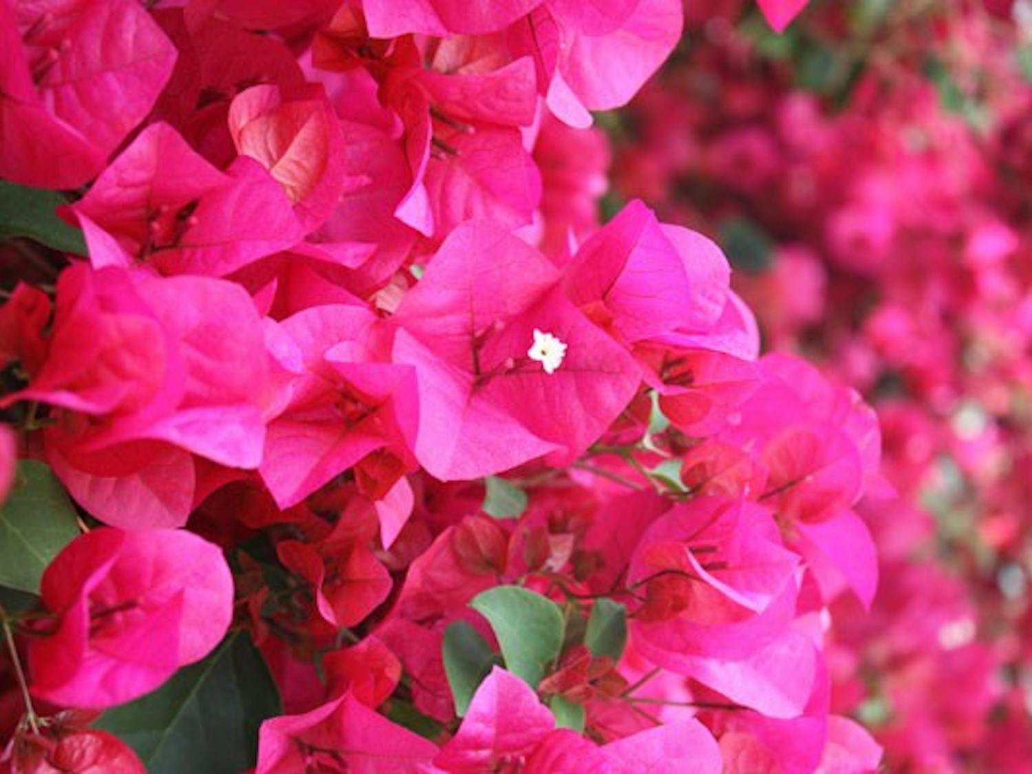 PRETTY IN PINK: The Bougainvillea plants are filled with bright pink flowers all over the ASU West campus. (Photo by Jessica Weisel)