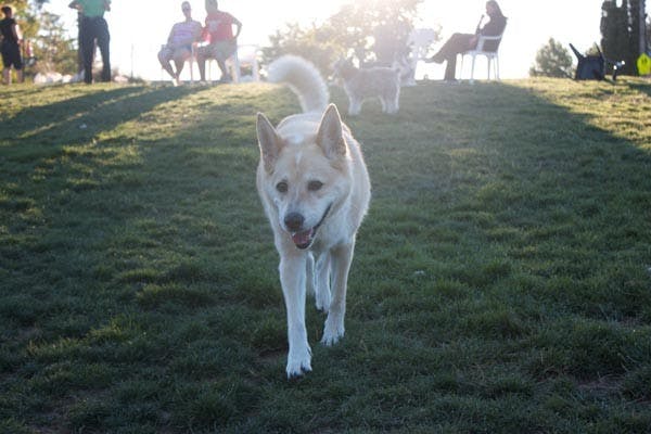 RUNNIN' AROUND: Dogs enjoy the alter hours of the winter evening in an off-leash dog park. Downtown Phoenix has plans to construct a dark park in the downtown area soon. (Photo by Michael Arellano)