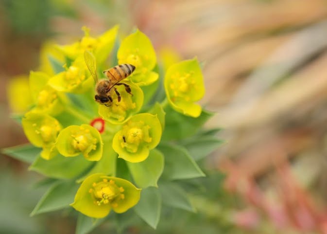 Photo illustration of bees on campus taken&nbsp;on April 5, 2017.&nbsp;ASU students receive almost daily&nbsp;advisories warning them to steer clear of bee swarms.&nbsp;
