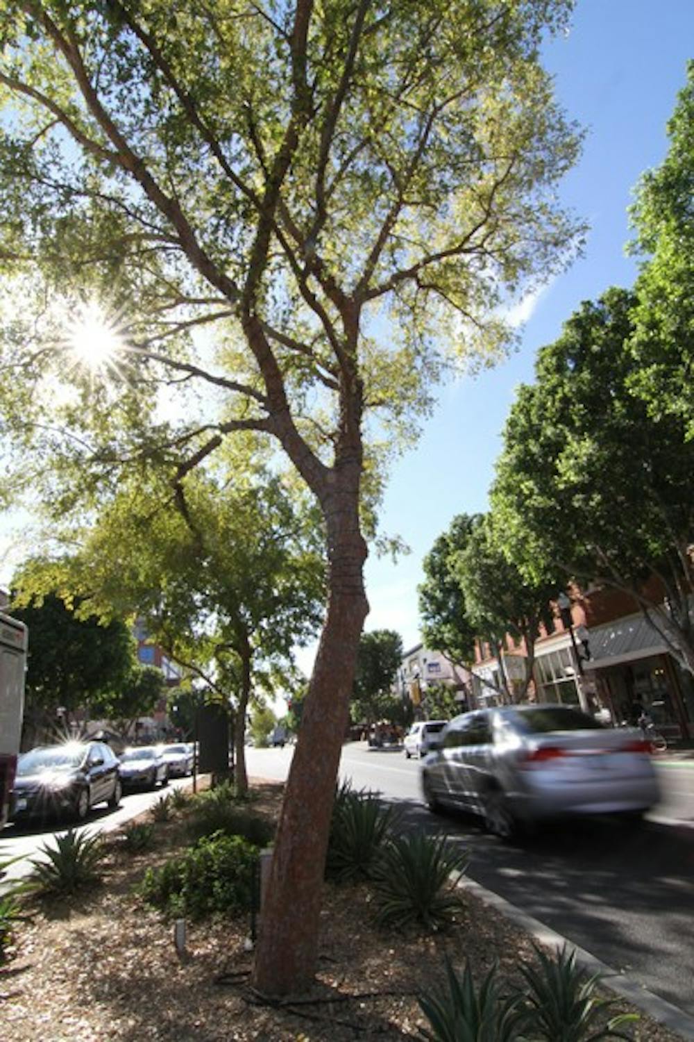 MILL ROOTS: Cars drive past a tree on Mill Avenue Thursday afternoon. Tempe City Council members have decided to use ficus trees exclusively on Mill Avenue. (Photo by Lisa Bartoli)