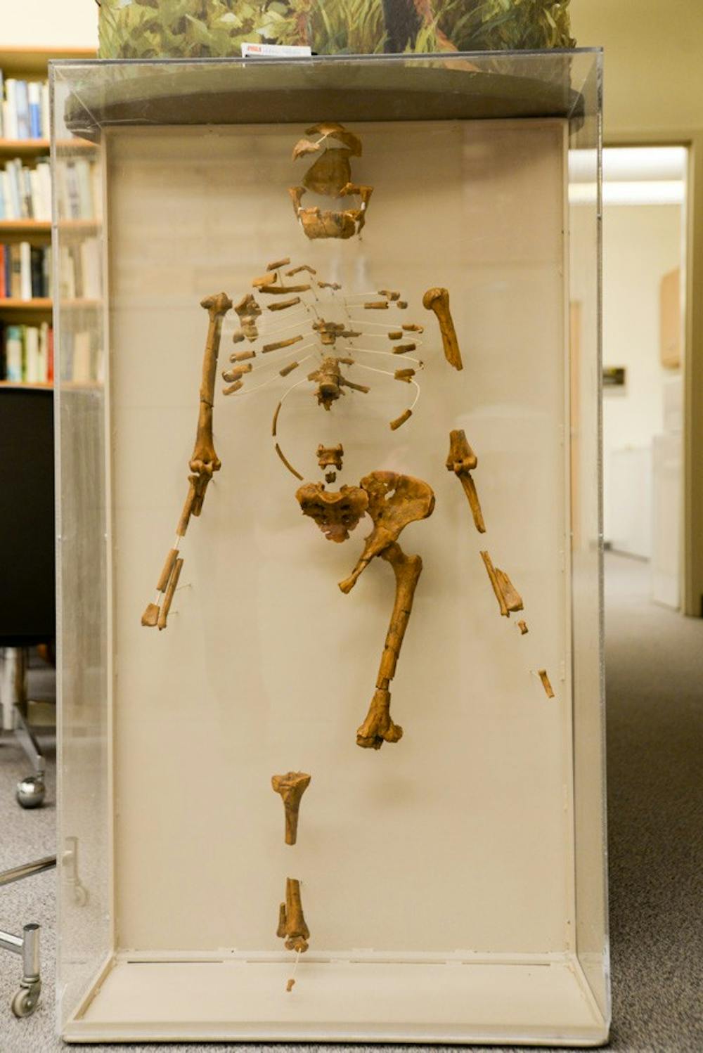 A cast of the fossils of "Lucy" are on display in the Anthropology Department offices in the Social Sciences building on the Tempe campus. (J. Bauer-Leffler/The State Press)