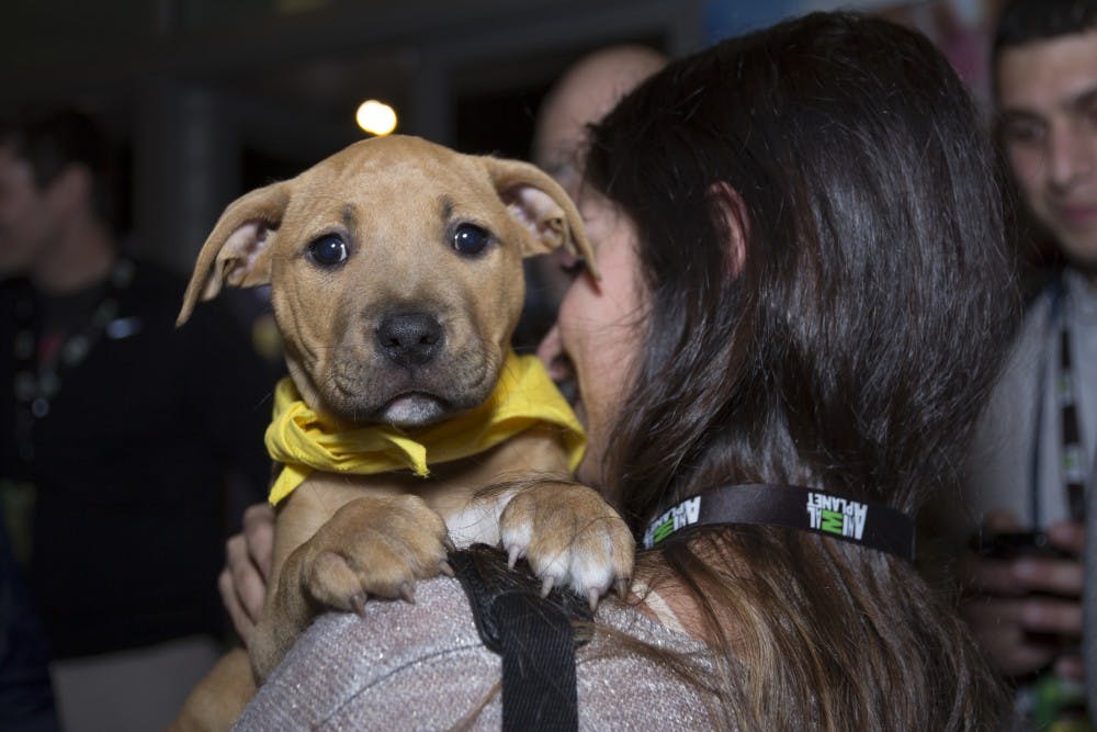 Angela Tegnelia holds Bonnie at the Puppy Bowl at the Super Bowl Central in downtown Phoenix on Jan. 29, 2015. Every puppy at the event was available for adoption. (Emily Johnson/ The State Press)