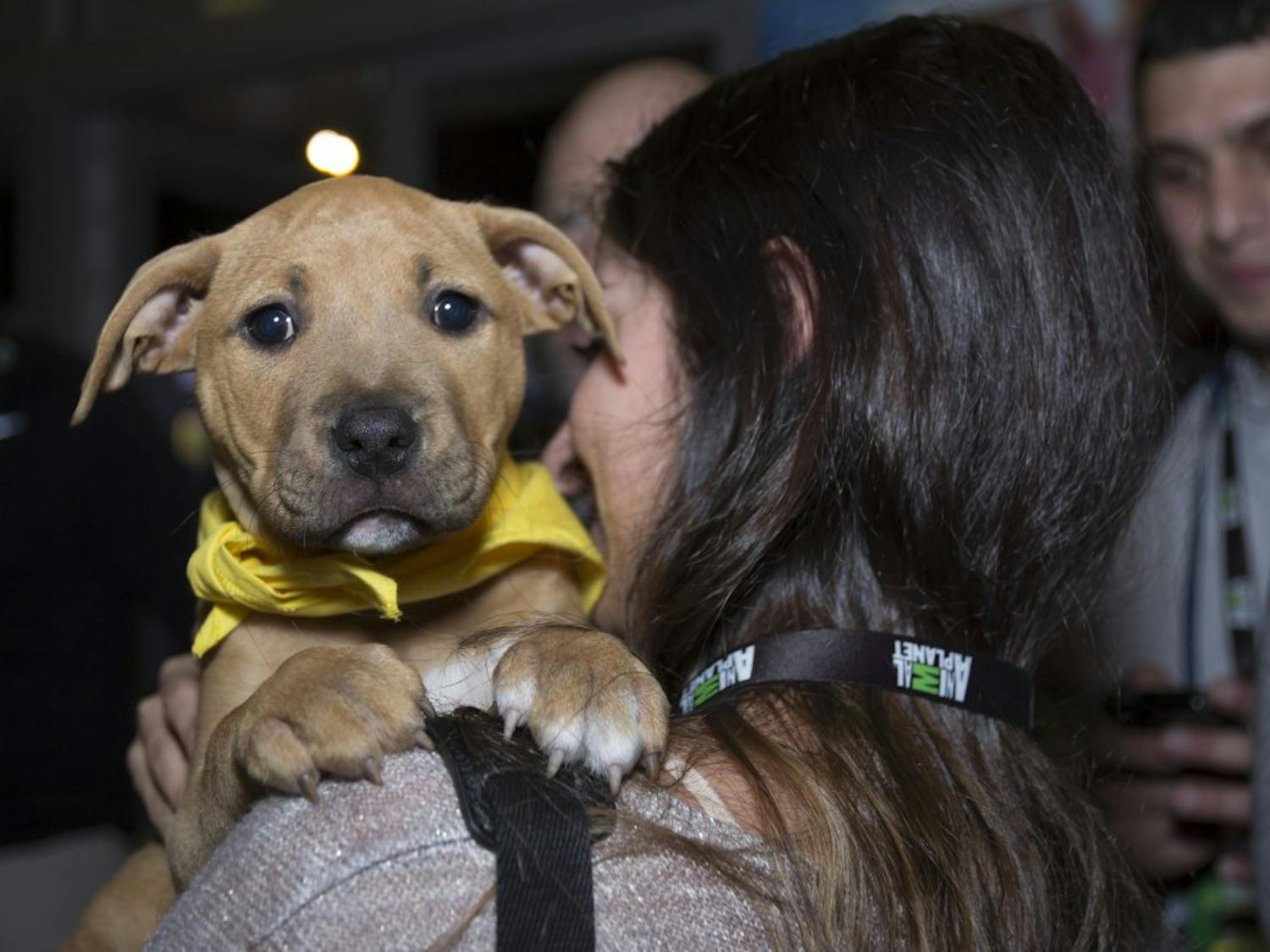 Angela Tegnelia holds Bonnie at the Puppy Bowl at the Super Bowl Central in downtown Phoenix on Jan. 29, 2015. Every puppy at the event was available for adoption. (Emily Johnson/ The State Press)
