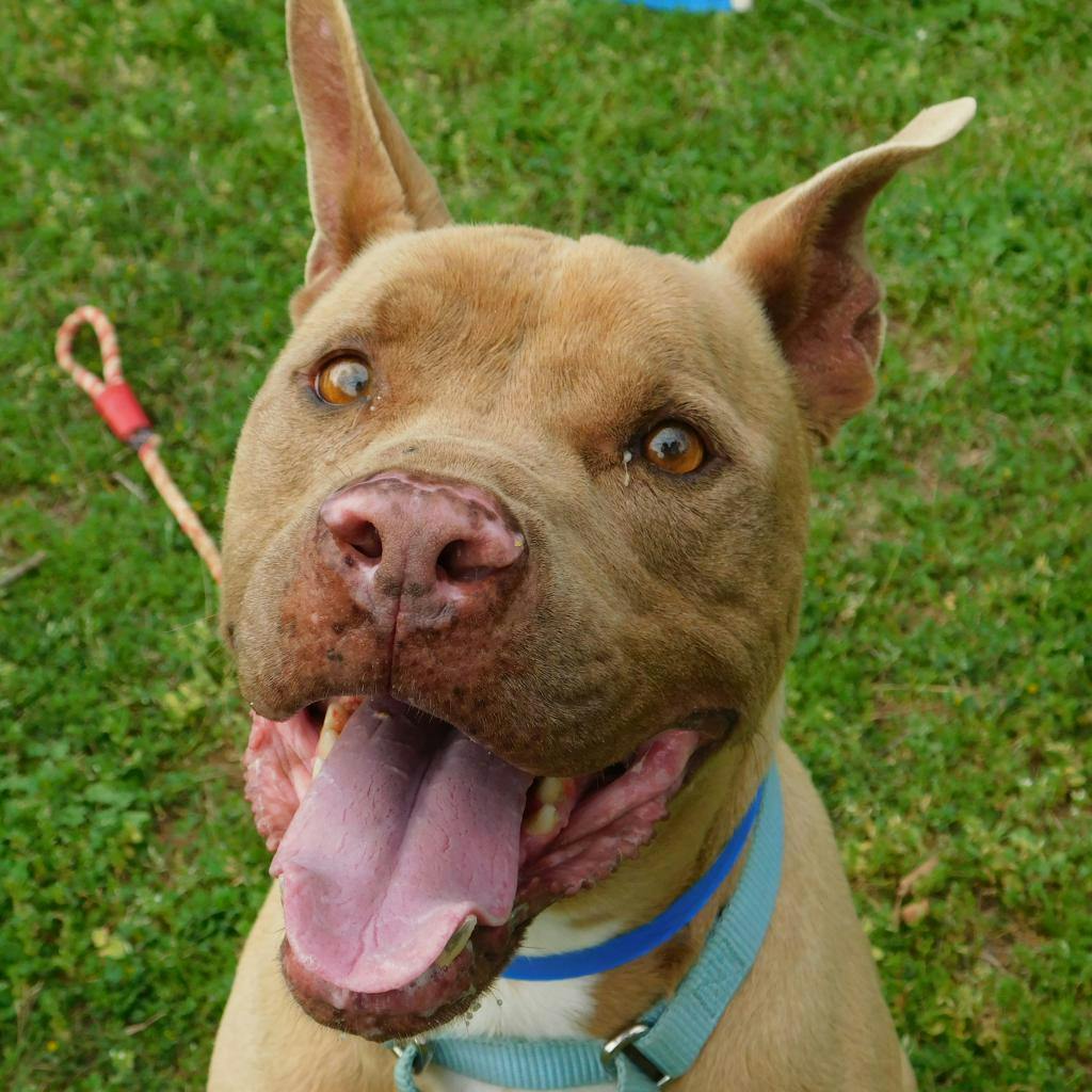 Ace Pet of the Week.png