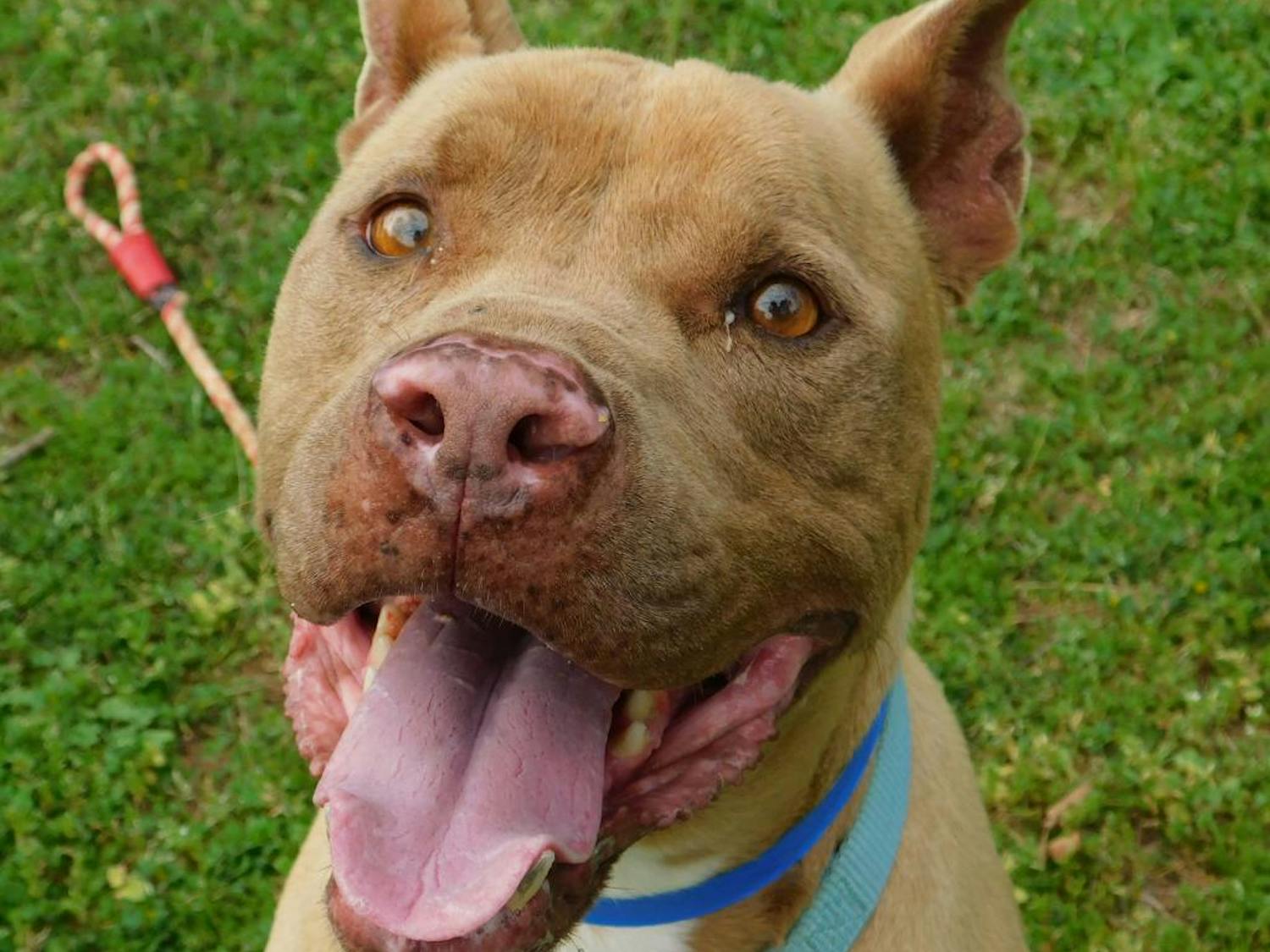 Ace Pet of the Week.png