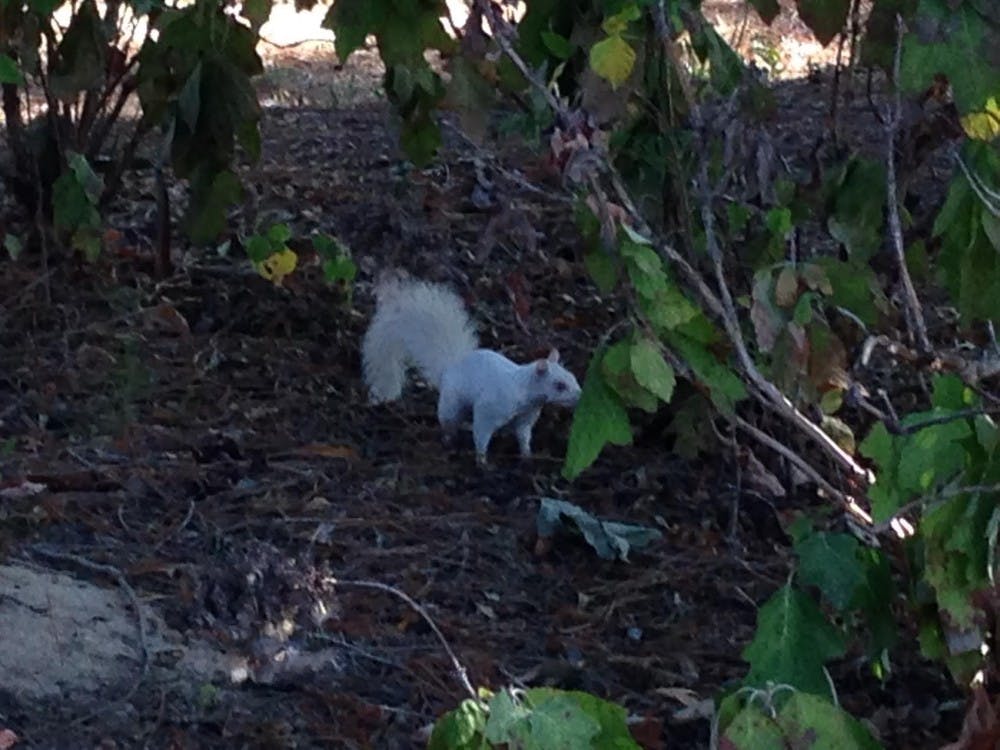 White Squirrel 