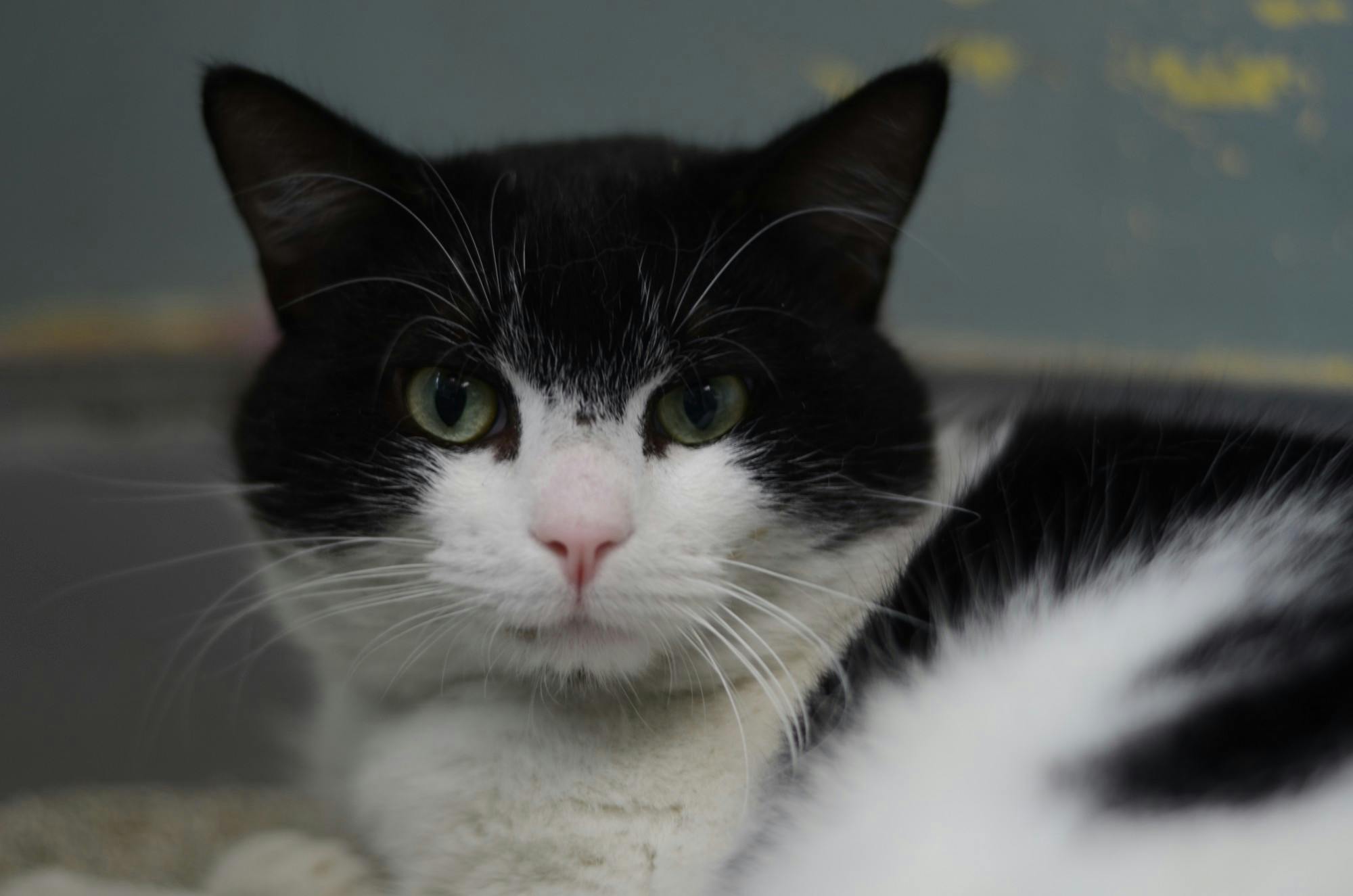 Sylvester Pet of the Week.JPG