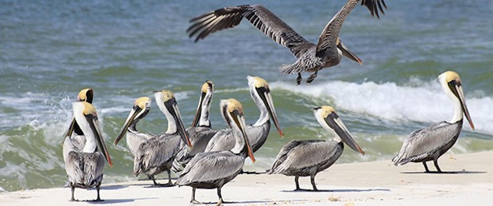 Brown Pelicans On a White Sand Florida Beach