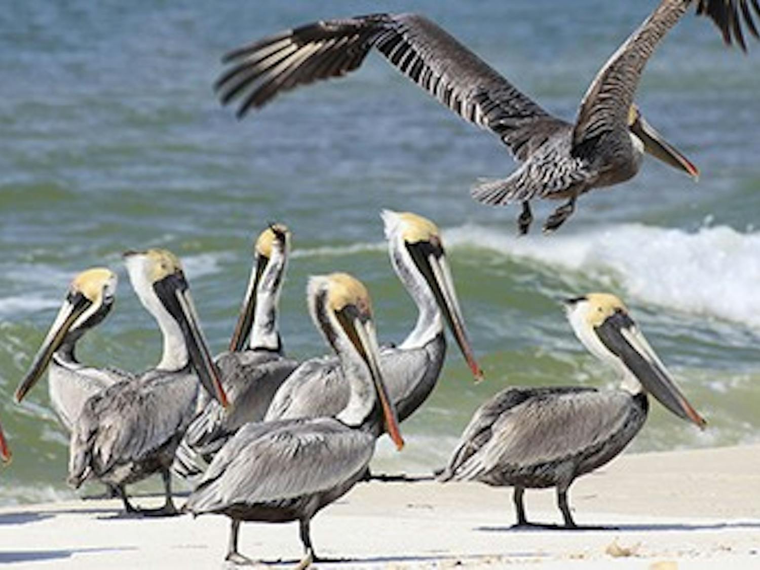 Brown Pelicans On a White Sand Florida Beach