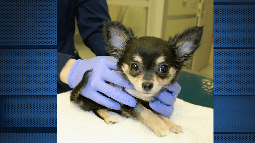 Luna post-surgery​