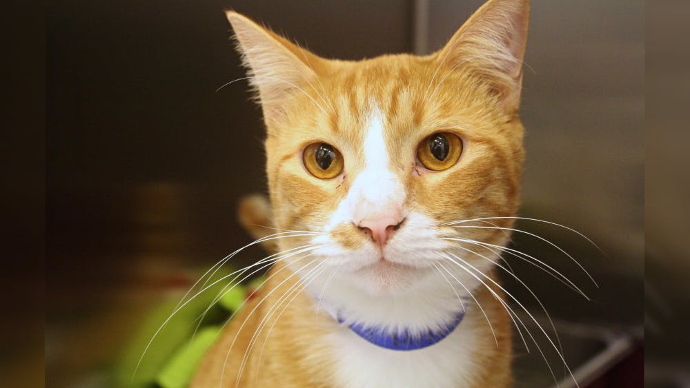 Pet of the Week J. Mitch