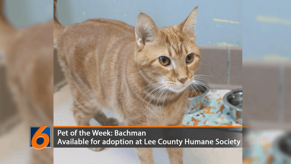 Pet of the Week: Bachman