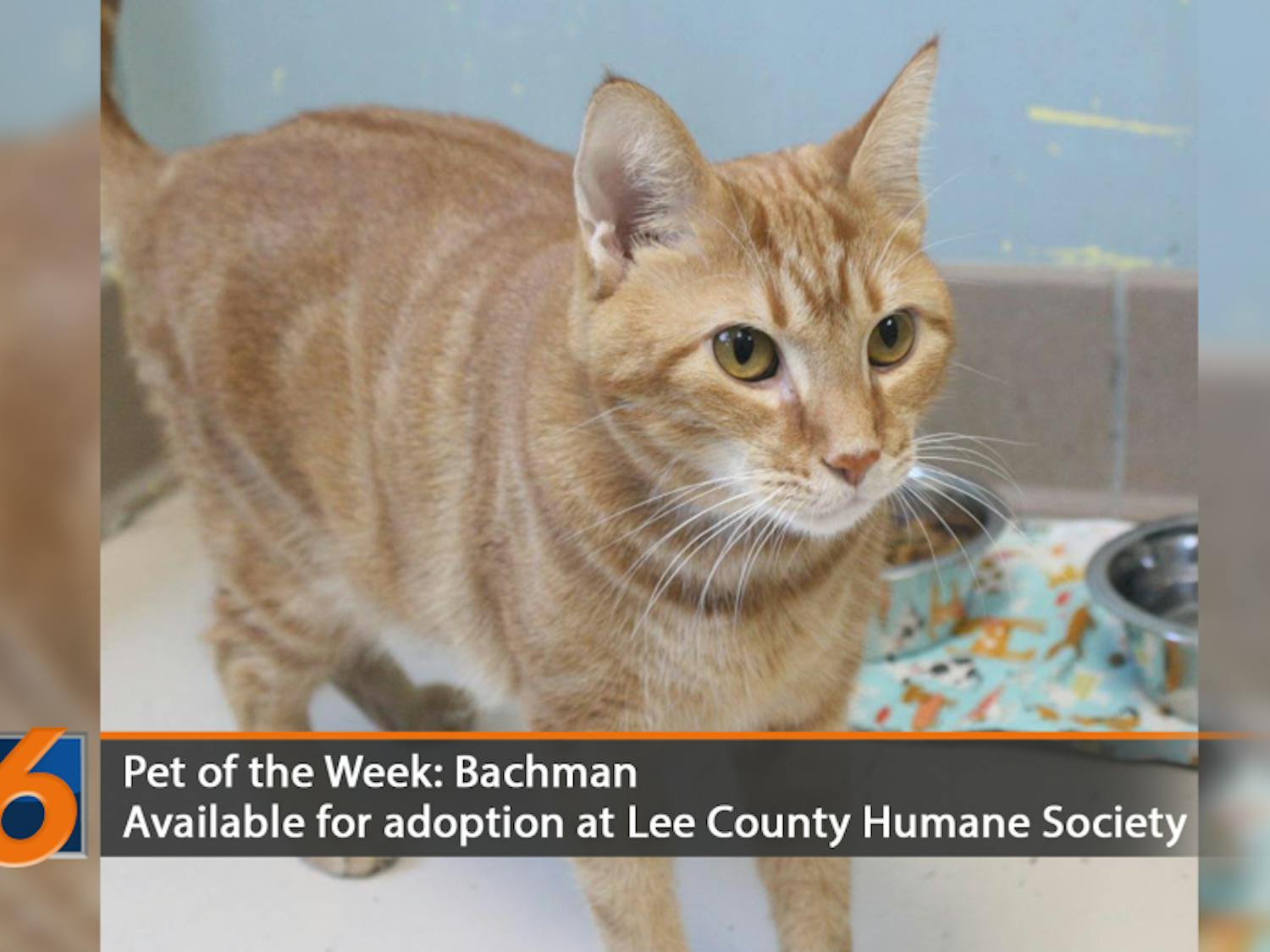 Pet of the Week: Bachman