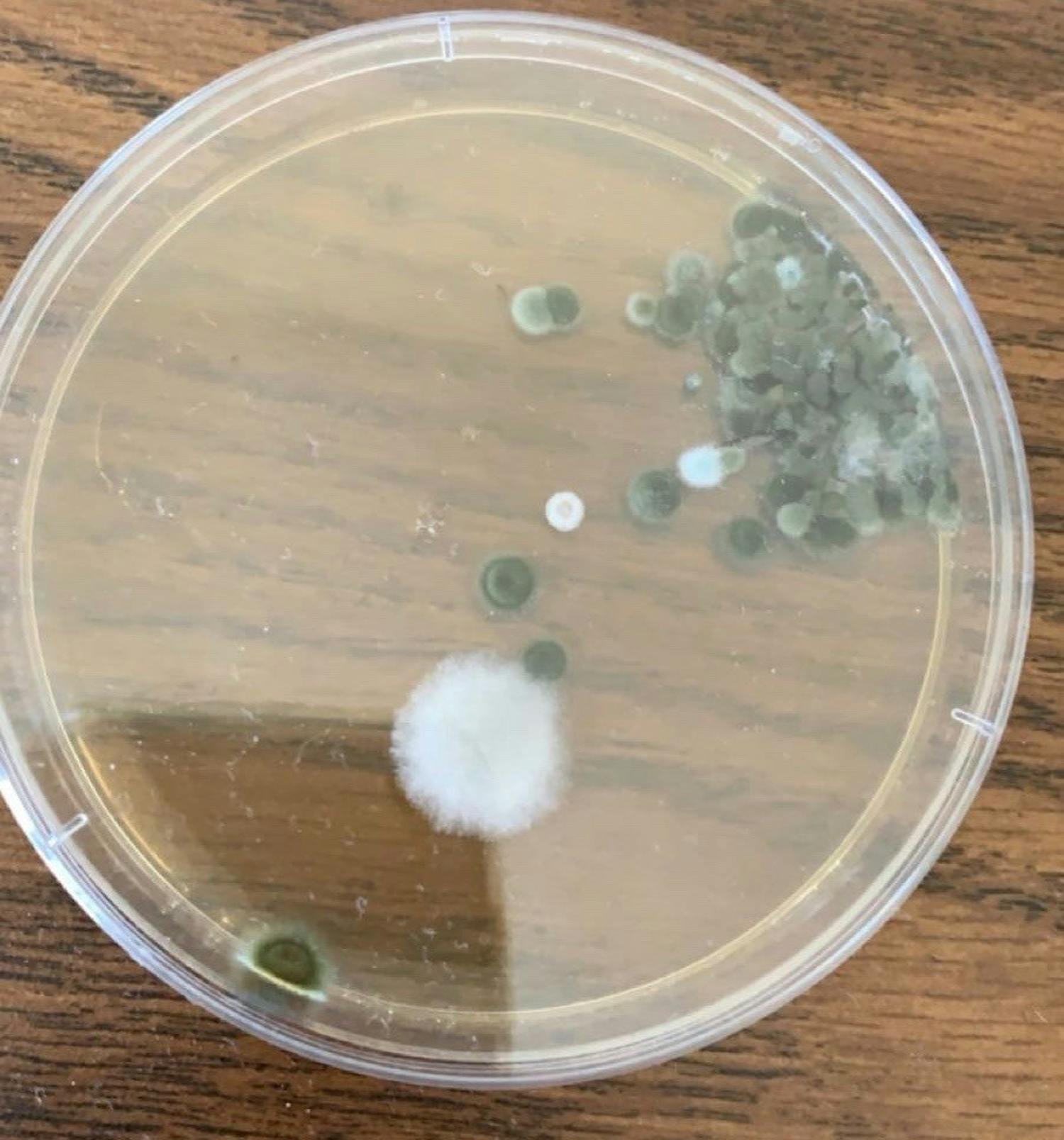Black mold found in student's petrie dish