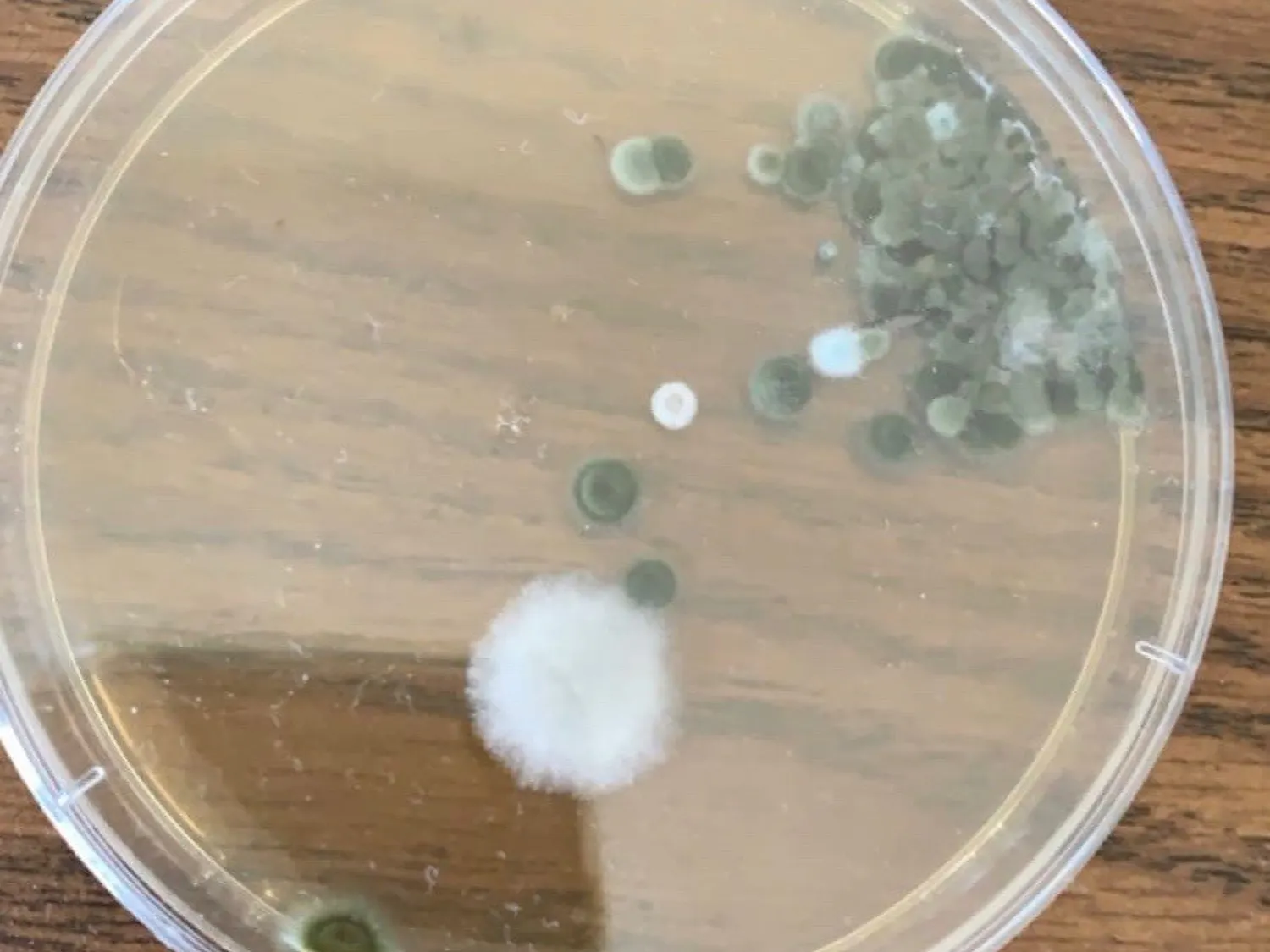 Black mold found in student's petrie dish