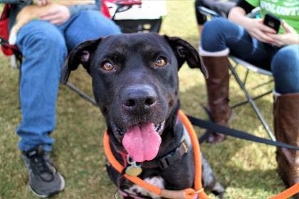 pet-of-the-week-bruno