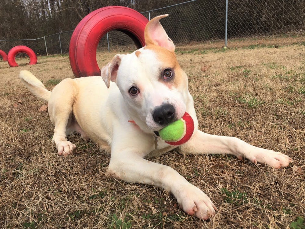 Meet our Pet of the Week, Ragnarok