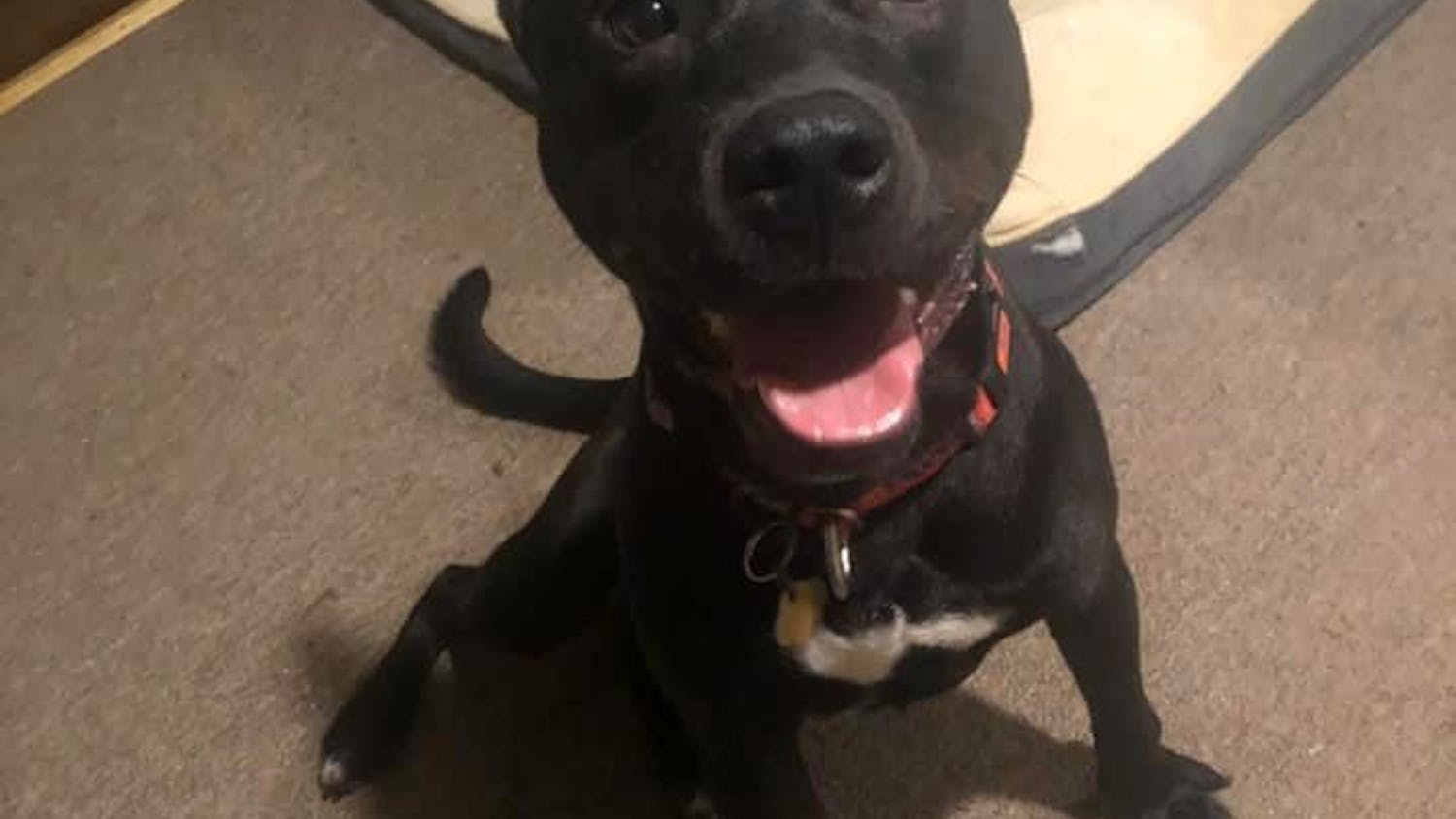 Pet of the Week Messiah.jpg