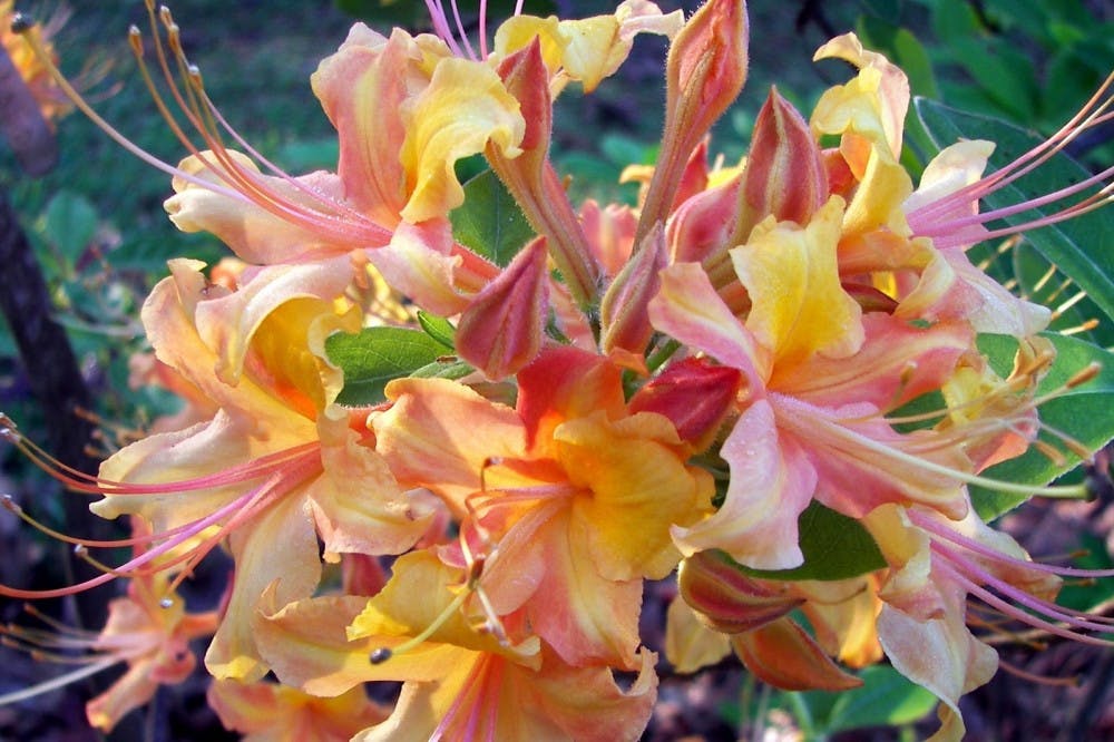 The Donald E. Davis Arboretum 2017 fall plant sale features the Auburn Azalea series, a collection of hybrid native azaleas that come in various colors, including multiple shades of orange.