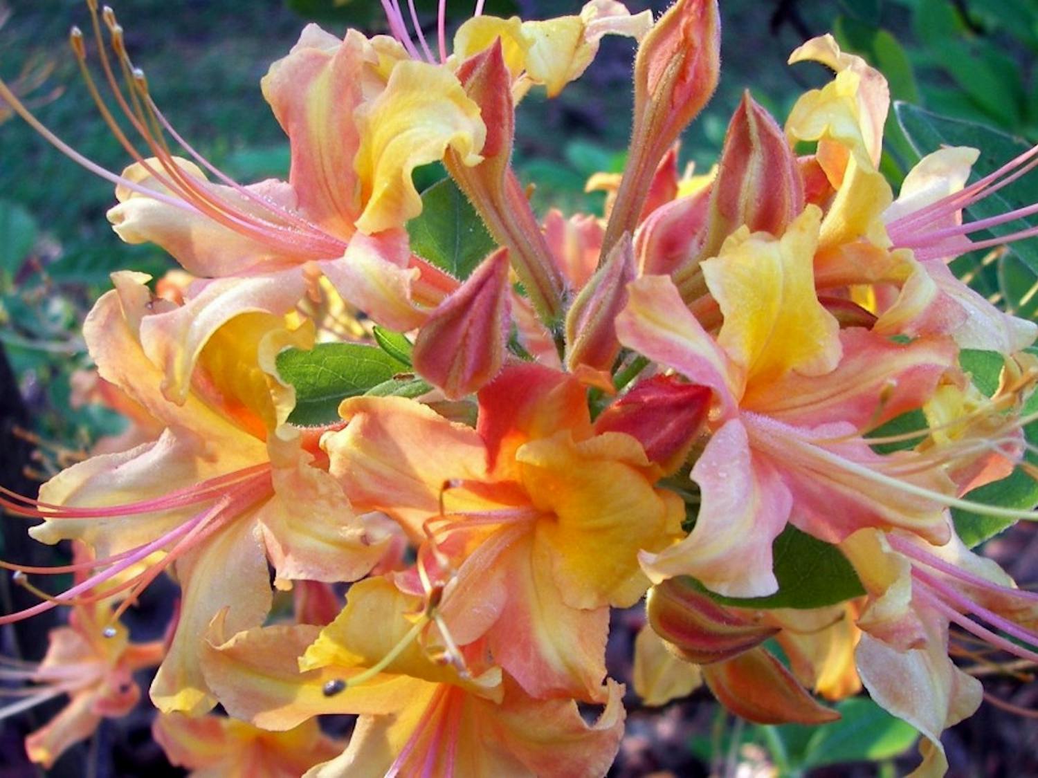 The Donald E. Davis Arboretum 2017 fall plant sale features the Auburn Azalea series, a collection of hybrid native azaleas that come in various colors, including multiple shades of orange.