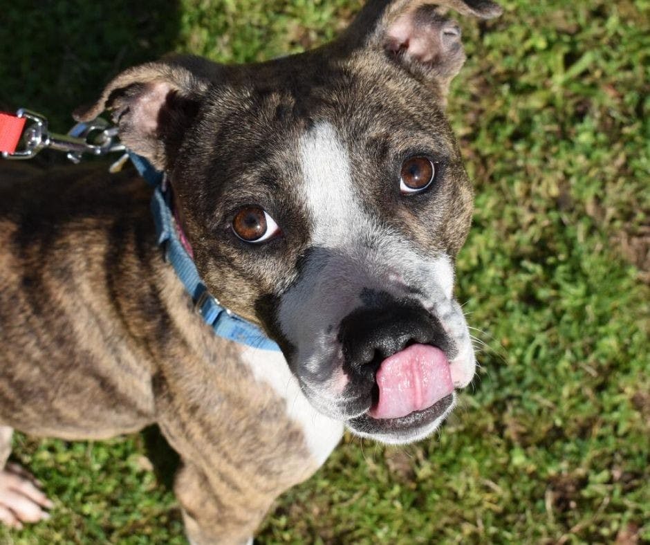 Pet of the Week Tahini.jpeg