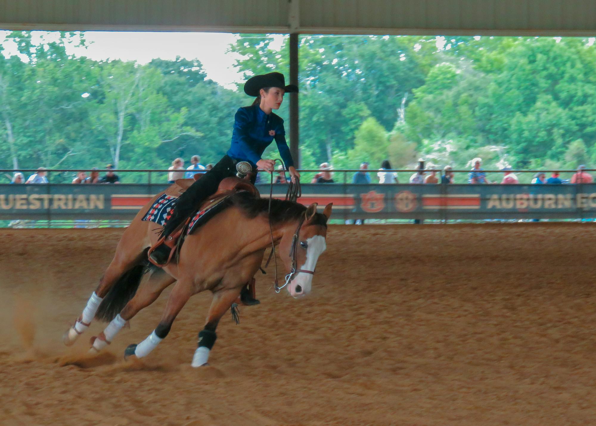 Auburn equestrian rider in an orange Auburn shirt and helmet rides a horse through the outdoor competition arena.