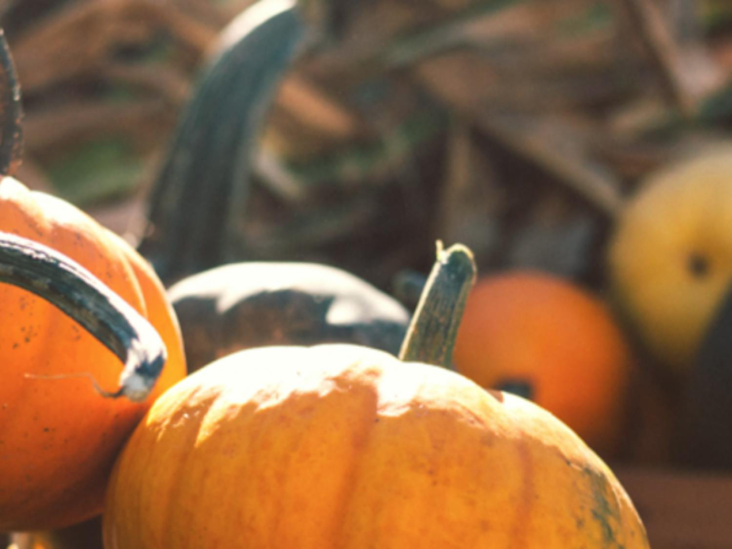 A group of pumpkins