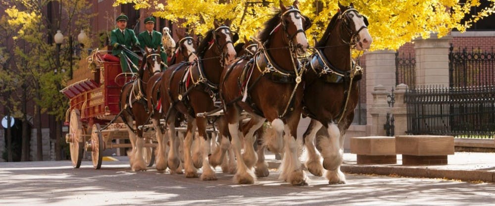 The famous Budweiser Clydesdales will parade through Auburn Thursday evening. 