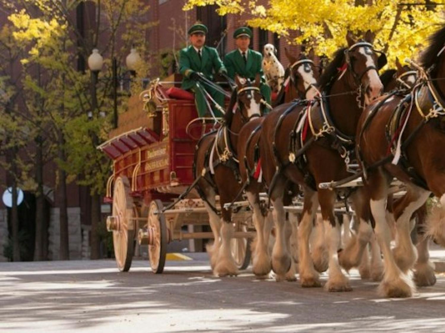 The famous Budweiser Clydesdales will parade through Auburn Thursday evening. 