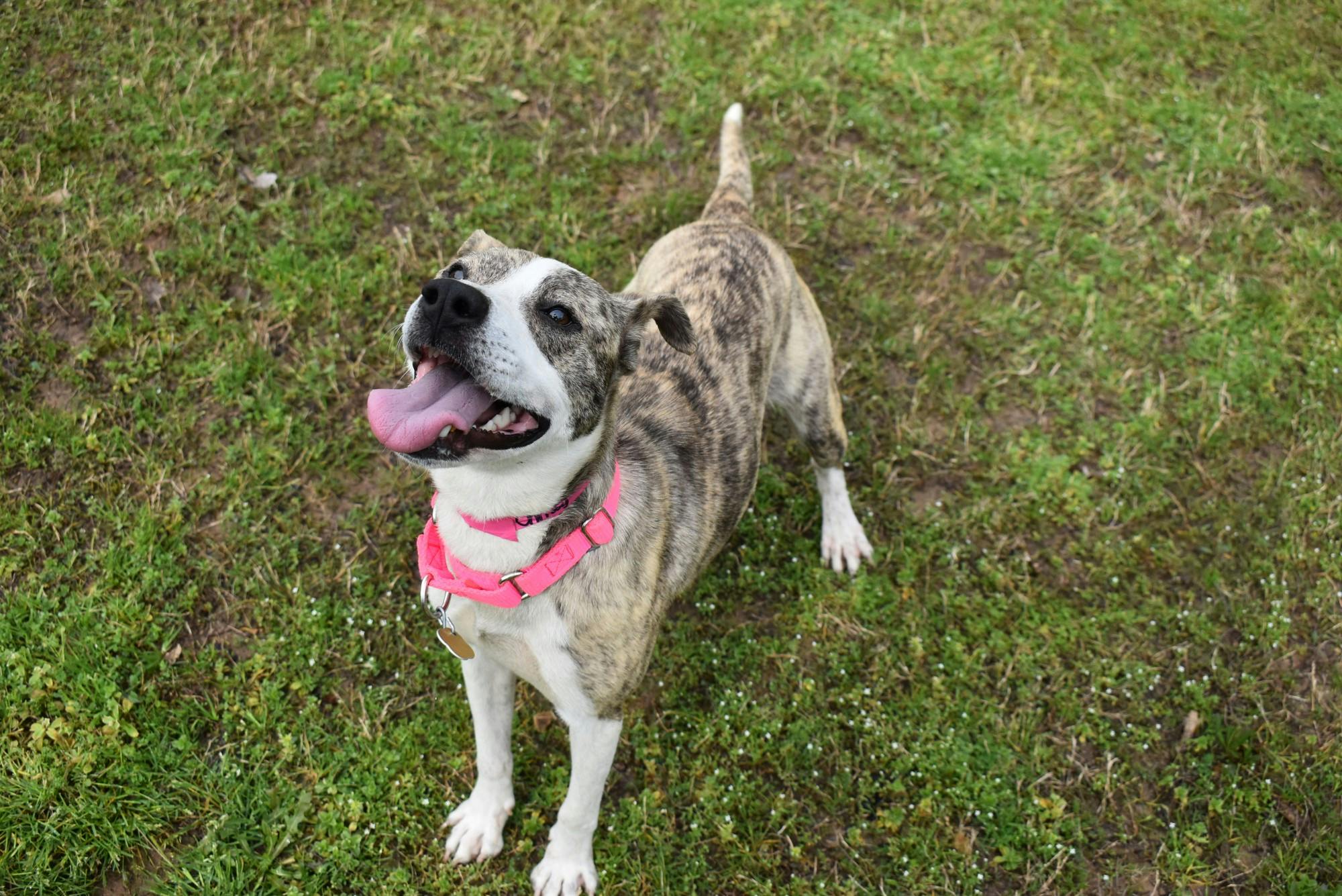 Chrissy Pet of the Week.JPG