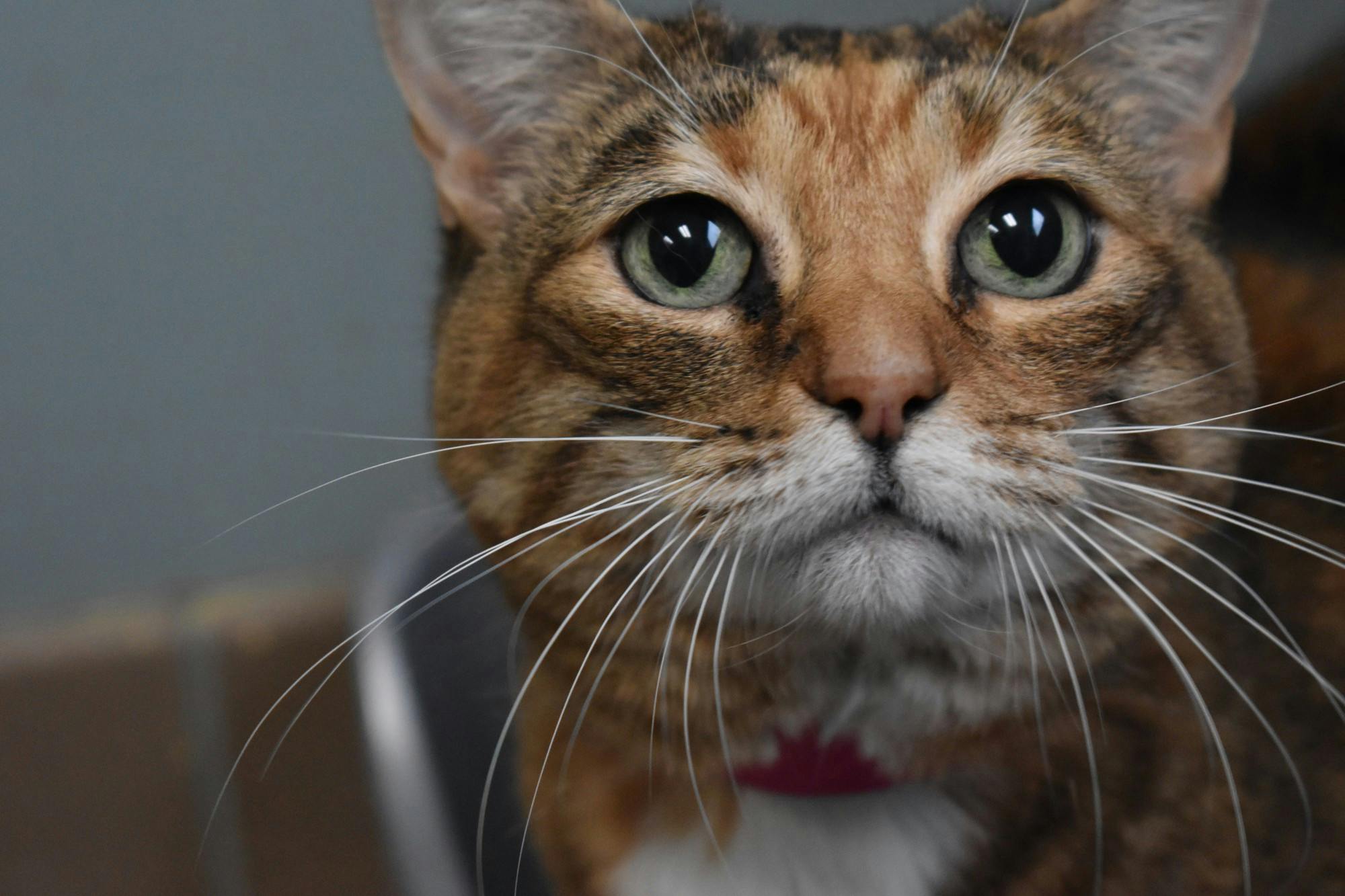 Pet of the week: Ouiser