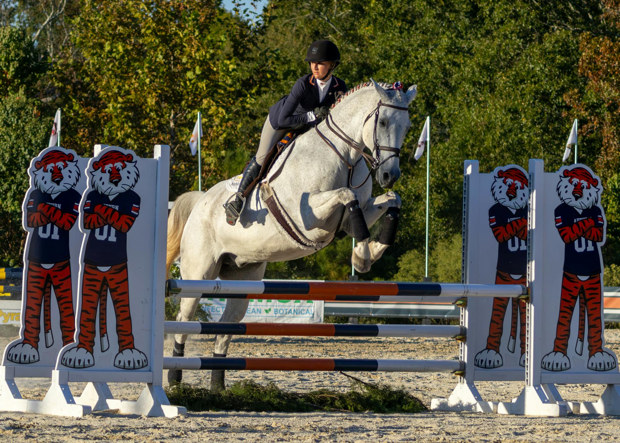 An Auburn equestrian rider in a dark jacket, riding helmet, and tan breeches leans forward as her dapple gray horse clears a blue, orange, and white striped jump. The jump standards on either side feature graphic cutouts of Auburn tiger mascots wearing jerseys numbered 01. Lush green trees line the outdoor arena in the background.